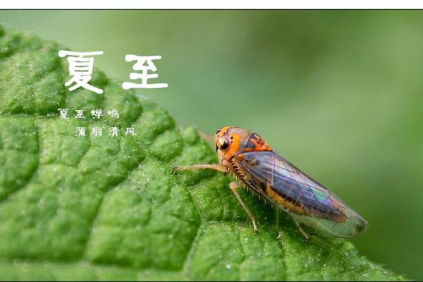 夏至:品味夏日,感受阳光与自然 夏至:品味夏日,感受阳光与自然