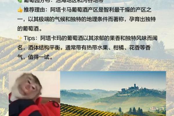 智利葡萄丰收节：品味美酒，传承农业文化