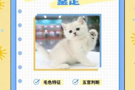 误区揭示：身上长白毛反而暗示了命运的重大转变