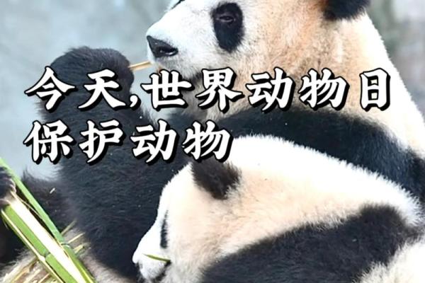 ：国际动物权利日，保护动物与自然生态