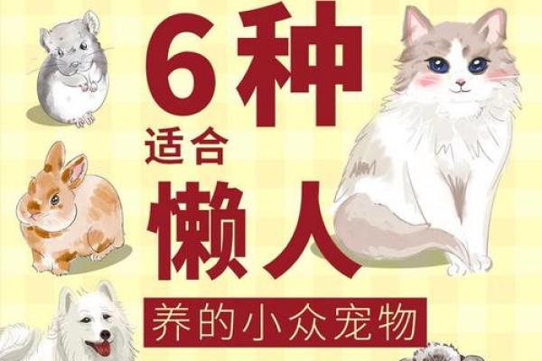 反而：五行格局告诉你如何与宠物建立更深层次的联系