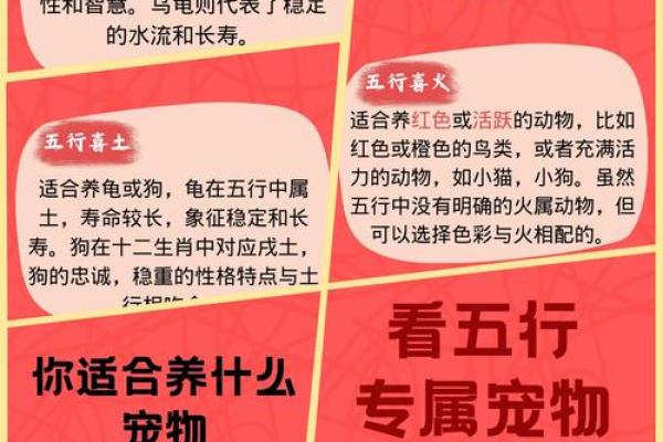 反而：五行格局告诉你如何与宠物建立更深层次的联系