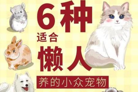 反而：五行格局告诉你如何与宠物建立更深层次的联系