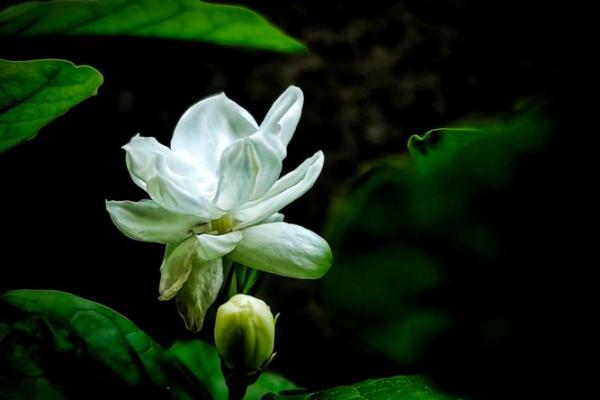 茉莉花开：揭秘茉莉五行格局，如何塑造你的性格解析？