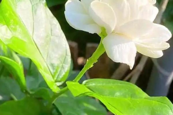 茉莉花开：揭秘茉莉五行格局，如何塑造你的性格解析？