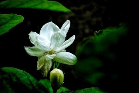 茉莉花开：揭秘茉莉五行格局，如何塑造你的性格解析？