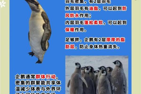 南极日，保护冰雪家园，守护全球气候