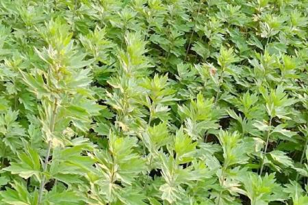 端午节：新疆端午养生，粽香飘逸与艾叶的传说