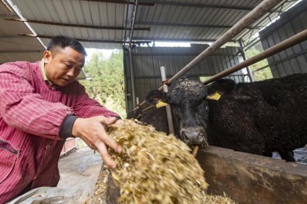 苗年节：欢庆丰收，体验苗族传统