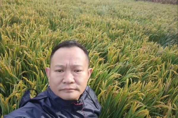 稻穗低垂的智慧：五行格局反而能助你事业腾飞？
