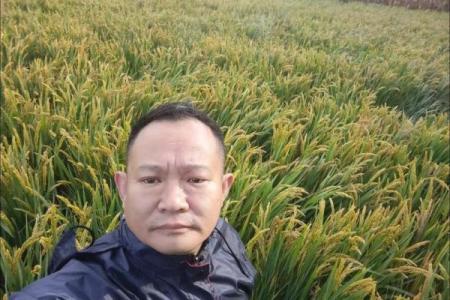 稻穗低垂的智慧：五行格局反而能助你事业腾飞？