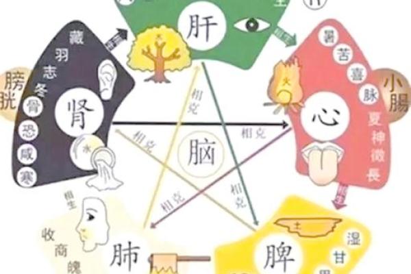 澍泽人生:五行性格解析,揭秘你的性格密码 澍泽人生:五行性格解析,揭秘你的性格密码