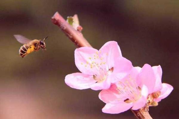 蕊之性格解析:五行格局下的独特魅力,你了解多少? 蕊之性格解析:五行格局下的独特魅力,你了解多少?