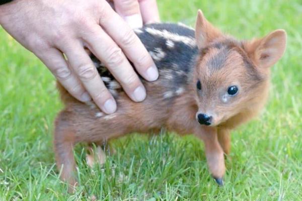 五行格局中的鹿性解码：你的性格解析，鹿性如何影响你的命运？