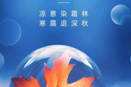 寒露：品茗养生，感受秋意浓